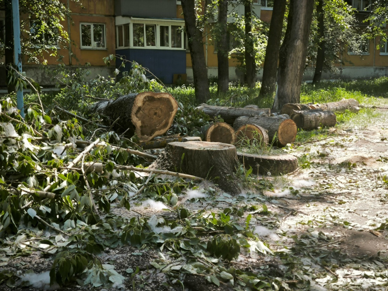 В Ульяновске продолжаются работы по сносу аварийно опасных деревьев по наказам жителей